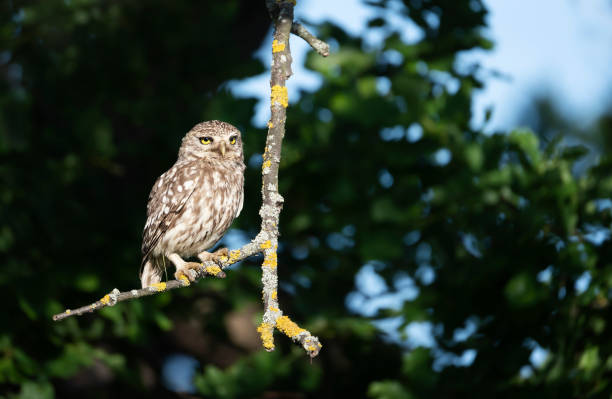 little owl perched on a tree branch in summer - richmond park imagens e fotografias de stock