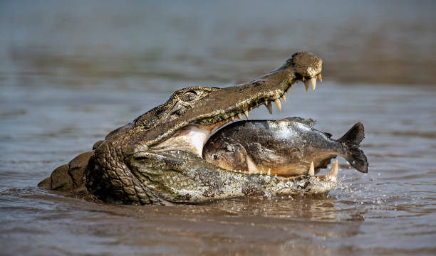 istock Yacare caiman eating piranha in a river 1333544671