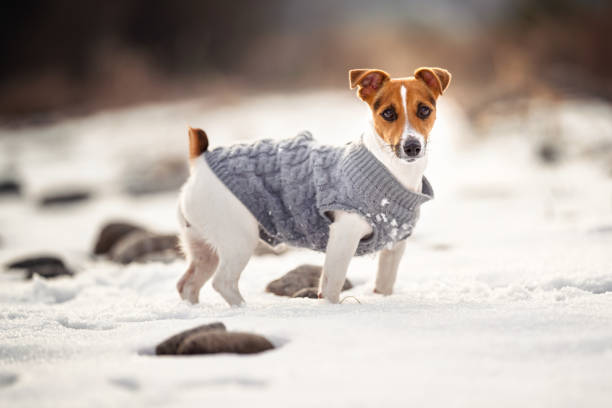 Small Jack Russell terrier in her knitted winter coat standing on snow covered field, view from side