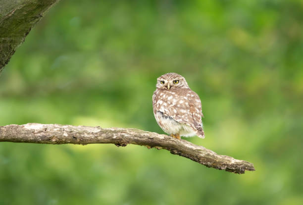 little owl perched on a tree branch in summer - richmond park imagens e fotografias de stock