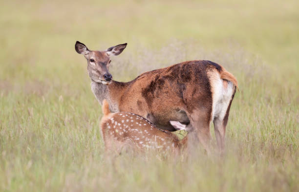 red deer hind feeding a calf in the meadow in summer - richmond park imagens e fotografias de stock