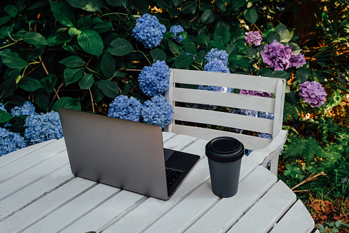 Laptop computer and cup of coffee on white wooden table in the garden with blooming hydrangea flowers. Remote work and home office concept. Working remotely from home. Freelance