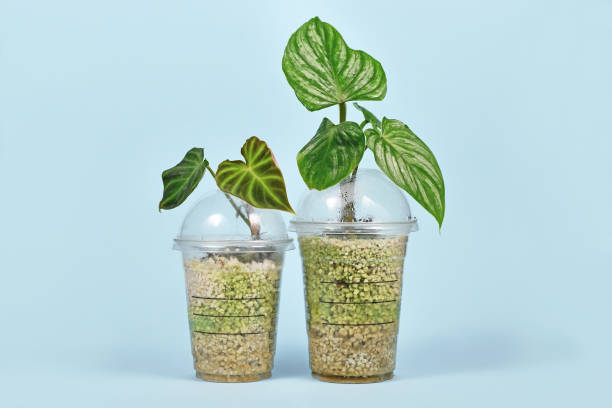 upcycling antigas xícaras de café plástico como estufa reaproveitada para propagar estacas de plantas domésticas com mositure de ar alto - regrow - fotografias e filmes do acervo