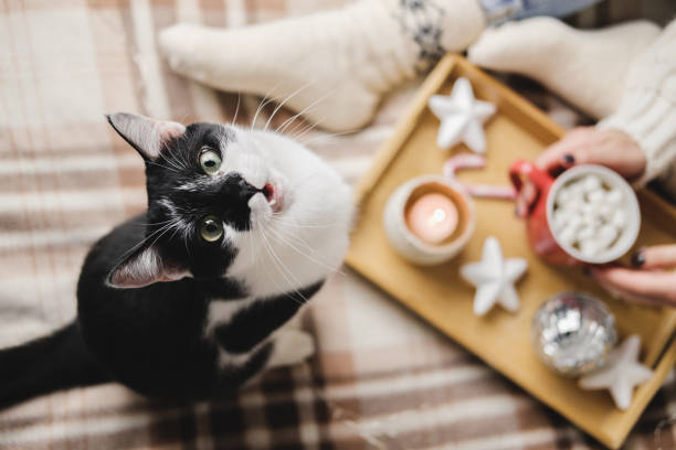 Young woman sits on plaid in cozy knitted woolen sweater with funny tuxedo black and white cat. Wooden tray with mug of chocolate, marshmallow cocoa, Candle, stars. Hygge New Year, cozy Christmas. stock photo