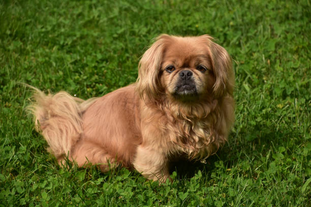 istock Adorable Ginger Pekingese Dog Playing Outside 1333547621