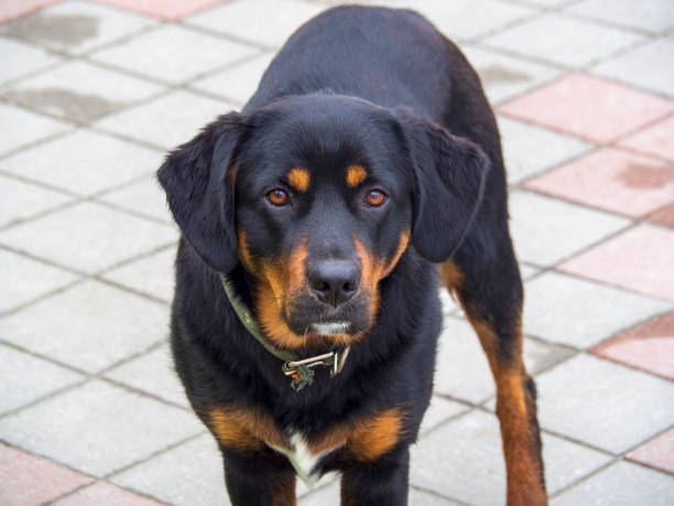 An abandoned, homeless pet in a collar.