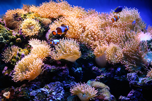Clown fish swim in bubble anemones in a marine aquarium (Amphiprion). Marine and ocean background