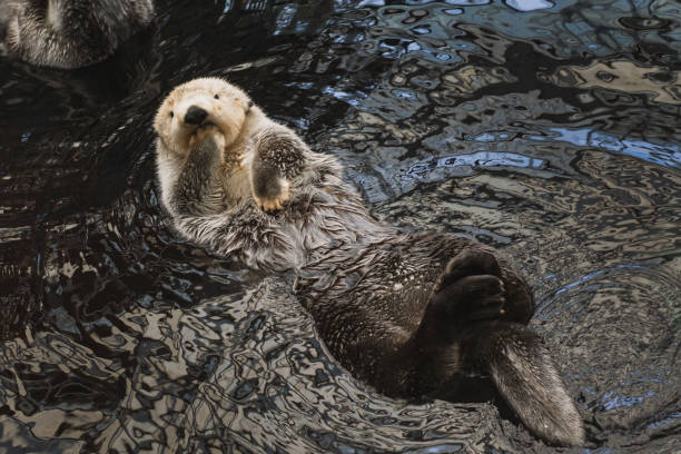 istock A sea otter kalan swims in the water 1333548021