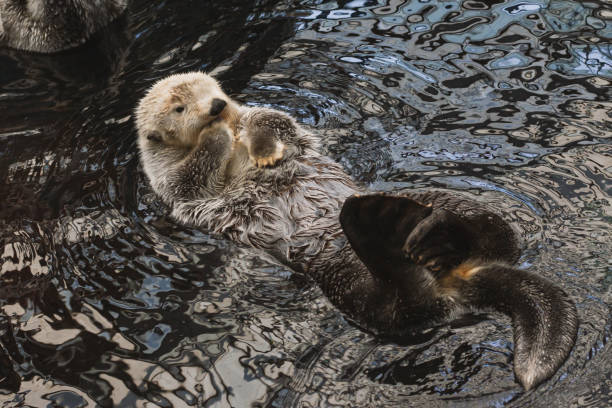 istock A sea otter kalan swims in the water 1333548028