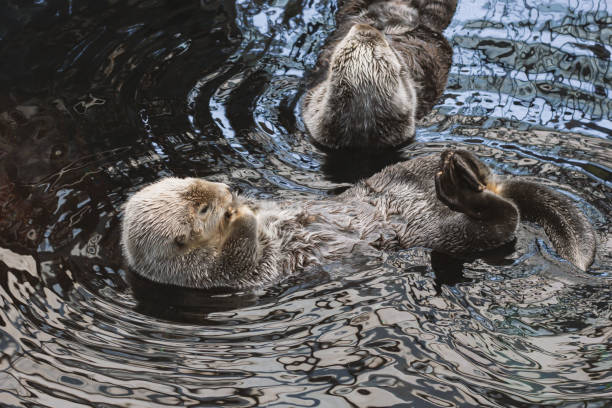 istock A sea otter kalan swims in the water 1333548054