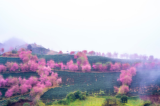 Green tea trees and pink cherry trees in the farm are mixed