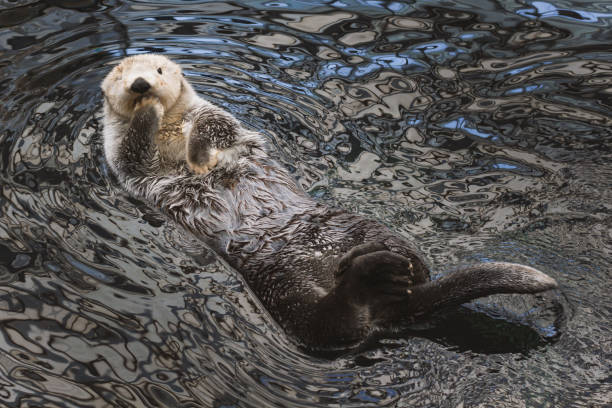 istock A sea otter kalan swims in the water 1333548115