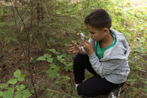 little caucasian boy using magnifying glass looking on the pine cone. nature study for kids consept