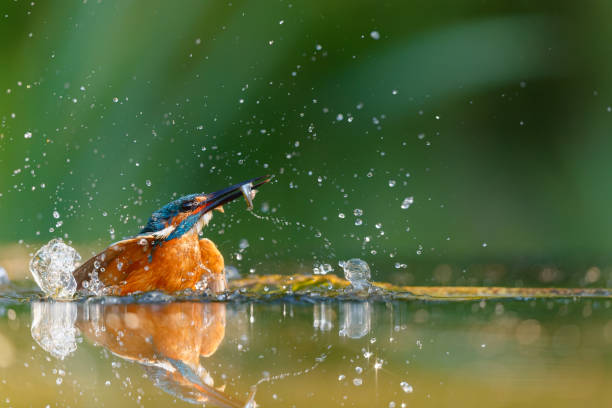 зимородок обыкновенный в нидерландах - animals hunting kingfisher animal bird стоковые фото и изображения
