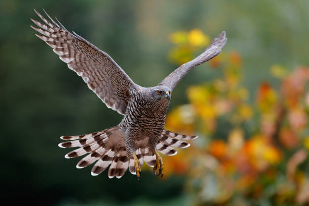 istock Northern goshawk in the forest 1333550029