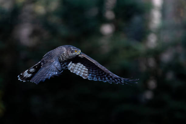 istock Northern goshawk in the forest 1333550030