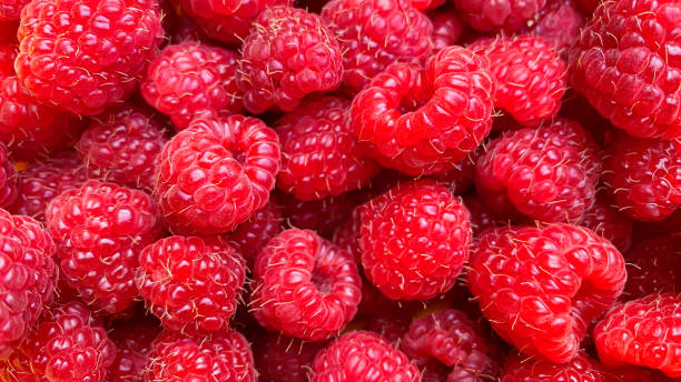 istock Texture background from a large number of raspberries 1333550417