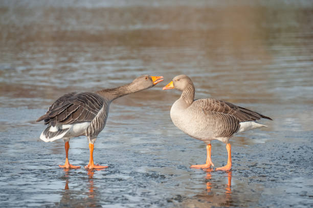 istock geese on a frozen lake 1333551721