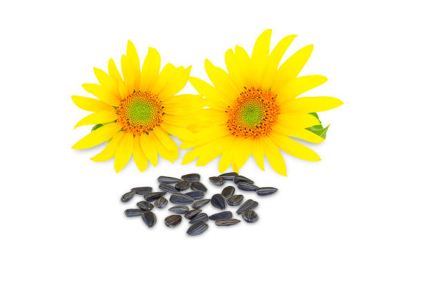 istock Two sunflower heads and sunflower seeds on a white background, sunflower isolate 1333551764