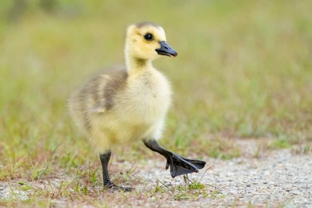 istock Cute Baby Goose walking in a meadow 1333551895