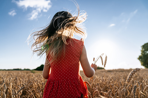 Photo from the back of a little girl standing in a ripe field of wheat, while her hair fluttering in the wind.