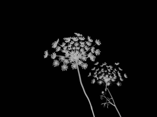 an umbellate (silver dill) in black and in white