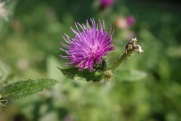 istock single purple thistle flower in the sunlight, close-up 1333555348