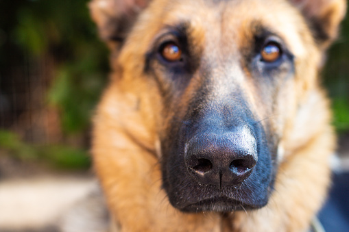 Portrait of a serious German shepherd dog in full face close-up. Dog nose in focus. High quality photo
