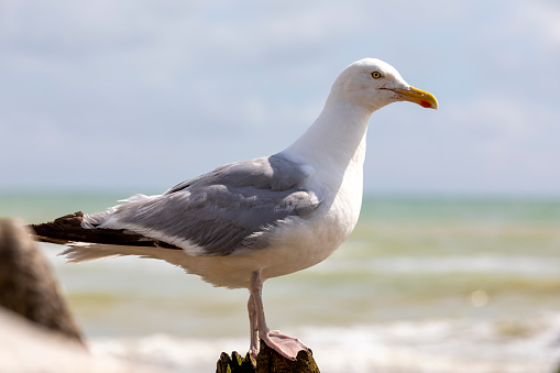 Close up of a Seagull Bird standing on groyne