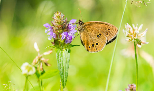 Ringlet / brown forest bird, chimney sweep (aphantopus hyperantus) Ringlet butterfly aphantopus hyperantus on a flower in summer. ringlet stock pictures, royalty-free photos & images