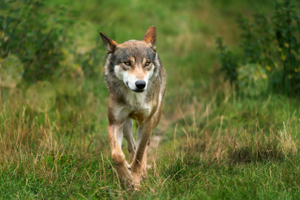 close up of a running wolf from the front in nature, beautiful portrait with attentive eyes of powerful hunter, isolated lone wolf in motion close up of a running wolf from the front in nature, beautiful portrait with attentive eyes of powerful hunter, isolated lone wolf in motion, front view wolf snout pictures stock pictures, royalty-free photos & images