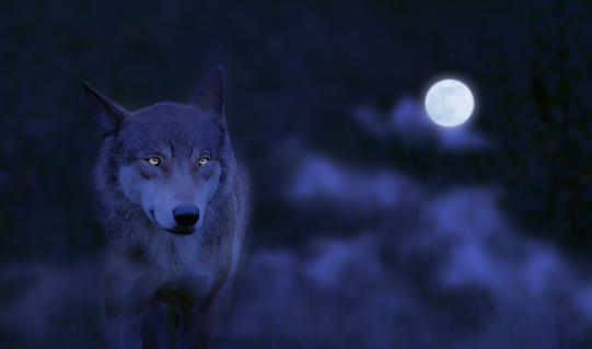 close up of a running wolf from the front at night and full moon, power of a beautiful hunter with attentive eyes in the forest, animal concept