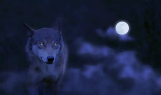 Photo of close up of a running wolf from the front at night and full moon, power of a beautiful hunter with attentive eyes in the forest, animal concept