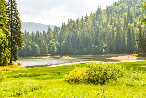 sommerlandschaft mit grünem tal, pinienwald, see und bergen in der ferne in karpaten, ukraine - western europe fotos stock-fotos und bilder