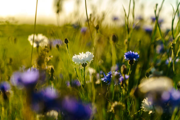istock Summer landscape with wildflowers cornflowers in evening sun 1333558406