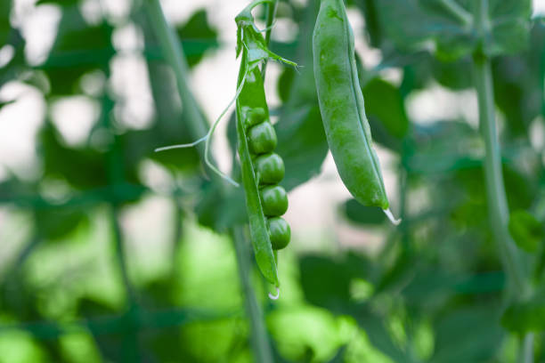 istock green peas growing on the farm 1333558420