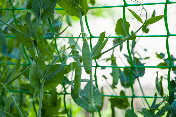 istock green peas growing on the farm 1333558441
