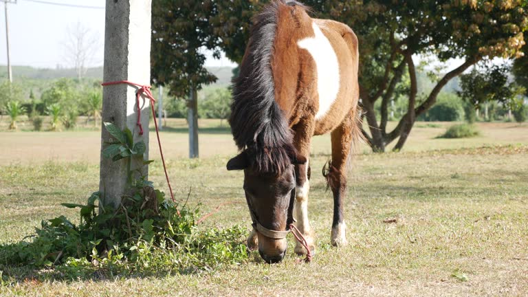 Horse Grazing in the Morning