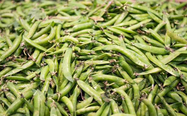 istock peas are sold in the store 1333559562