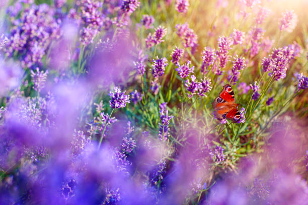 motyl i lawenda - lavender lavender coloured flower herb zdjęcia i obrazy z banku zdjęć