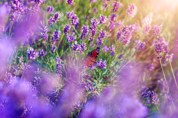 motyl i lawenda - lavender lavender coloured flower herb zdjęcia i obrazy z banku zdjęć