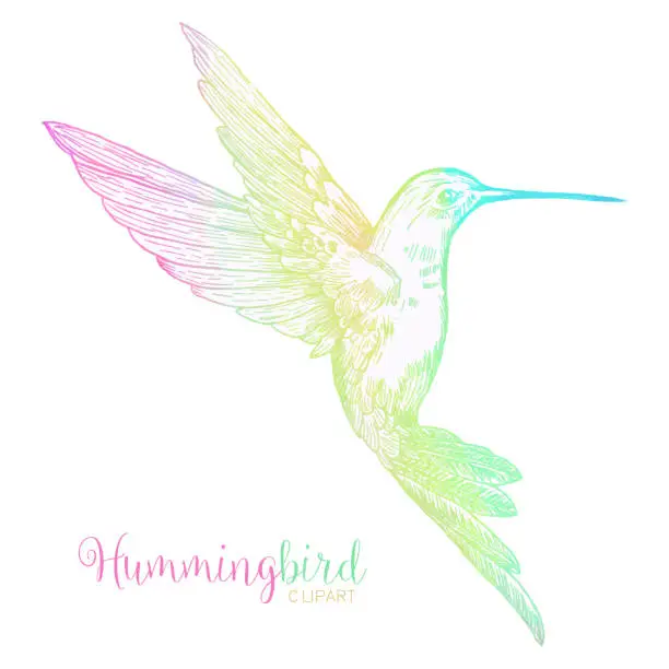 Vector illustration of Multicolored Watercolor Bee Hummingbird Isolated. Hand Painted Clip Art Design Element.