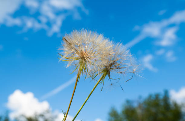 dandelion on a background of blue sky