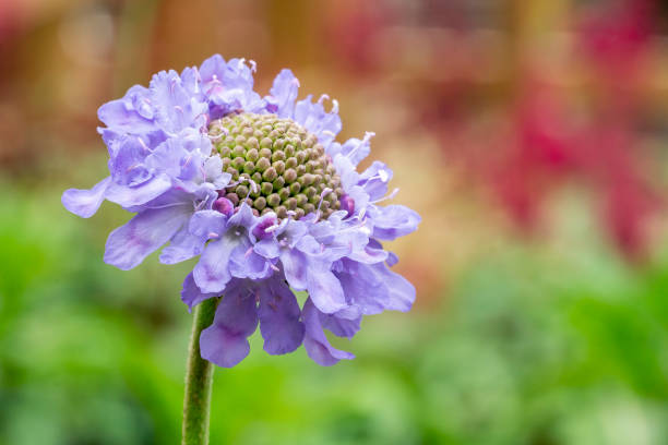 scabiosa columbaria (scabious) 'borboletas nebulosas' - 5428 - fotografias e filmes do acervo