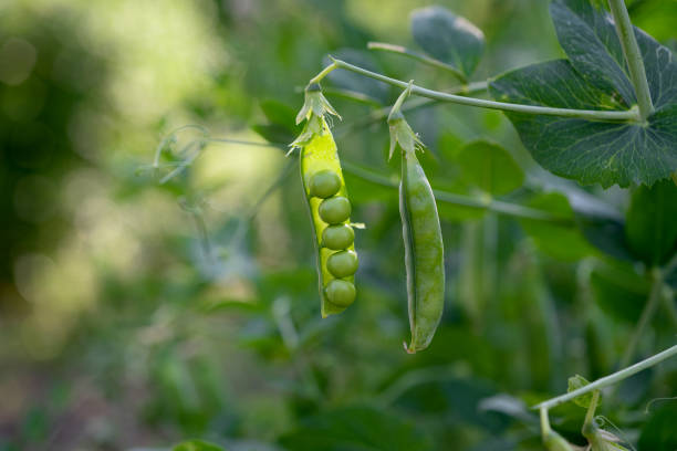 istock green peas growing on the farm 1333562195