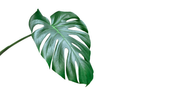 istock bright green sideways Monstera leaf isolated on white background 1333562242
