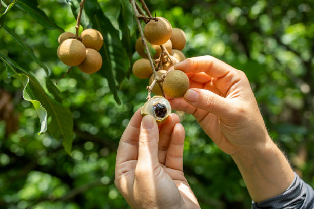 kuvapankkikuvat ja rojaltivapaat kuvat aiheesta longan-hedelmä roikkuu puussa - longan
