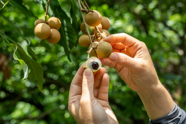 木に掛かるロンガンの果実 - longan ストックフォトと画像