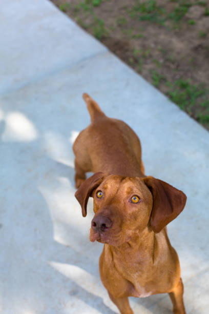istock Vizsla puppy portrait 1333563841