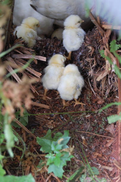 istock Four baby chickens walking towards the nest. 1333563944